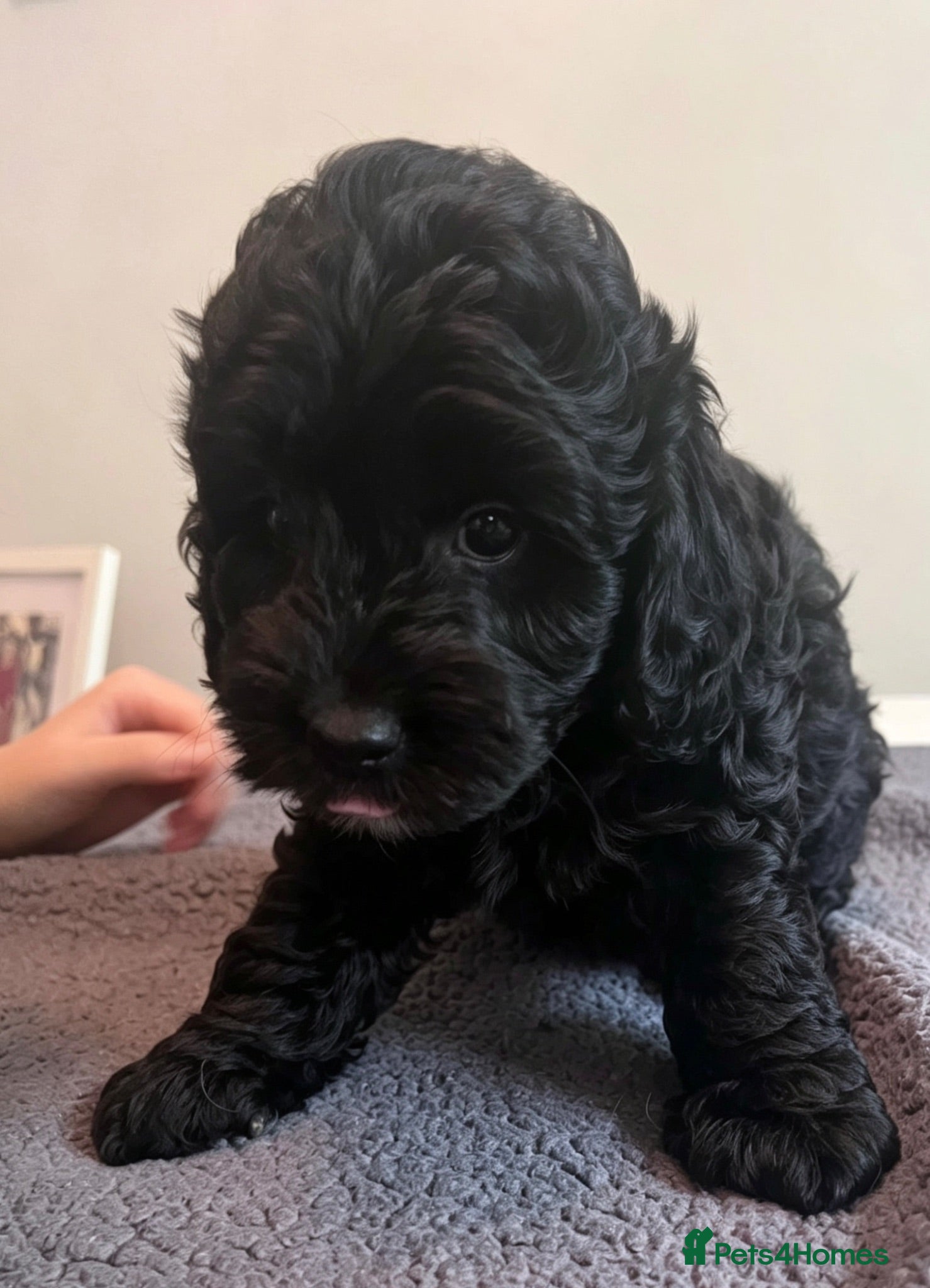Cockapoo dogs 🐶 Beautiful F1B Cockapoo Puppies 🐶 - Advert 1