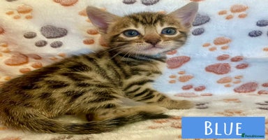 Bengal cats - Advert 4