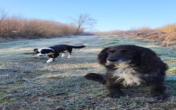 Mixed Breed dogs for sale: Spaniel Collie Cross Puppies  - Image 23