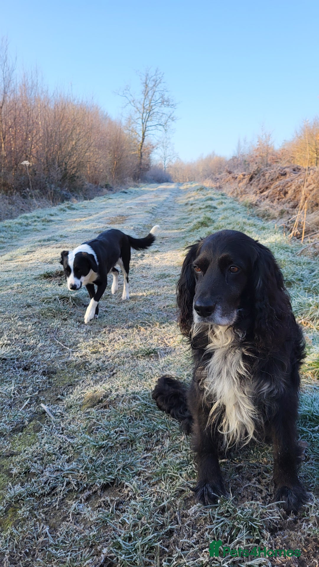 Mixed Breed dogs for sale: Spaniel Collie Cross Puppies  - Image 23