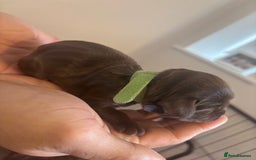 Cockapoo dogs for sale: Cockapoo puppies - Image 17