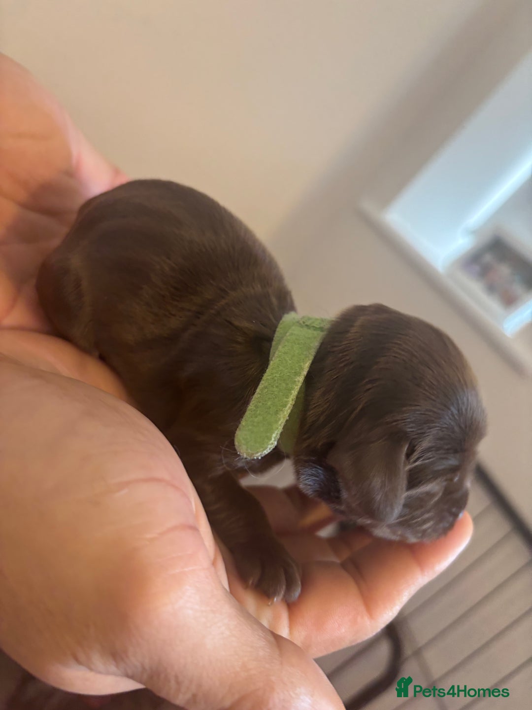 Cockapoo dogs for sale: Cockapoo puppies - Image 17