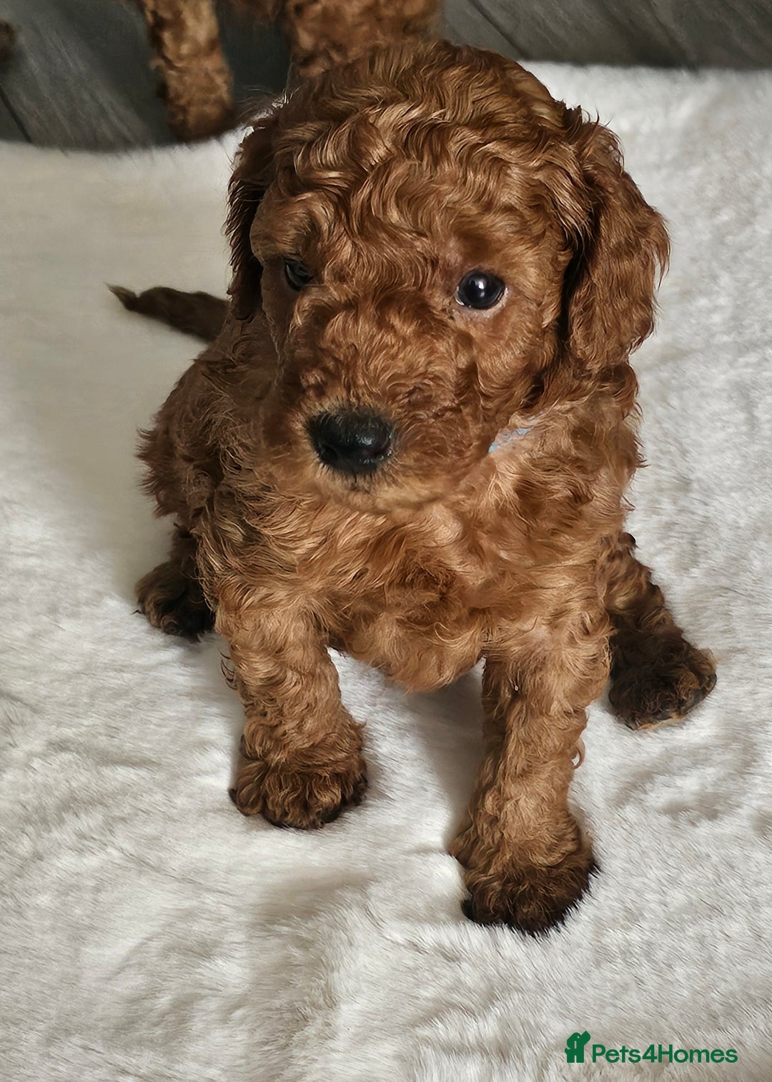 Miniature Poodle dogs for sale: Deep red Miniature Poodles  - Image 9
