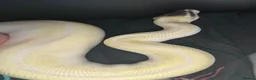 Python Snake reptiles for sale: BEL Python looking for a new home in Gloucester - Advert 2