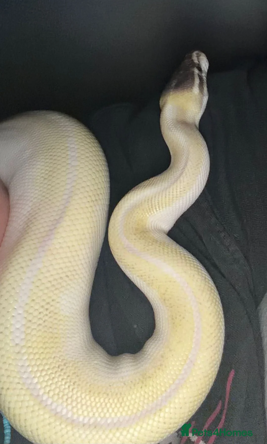 Python Snake reptiles for sale: BEL Python looking for a new home in Gloucester - Advert 2