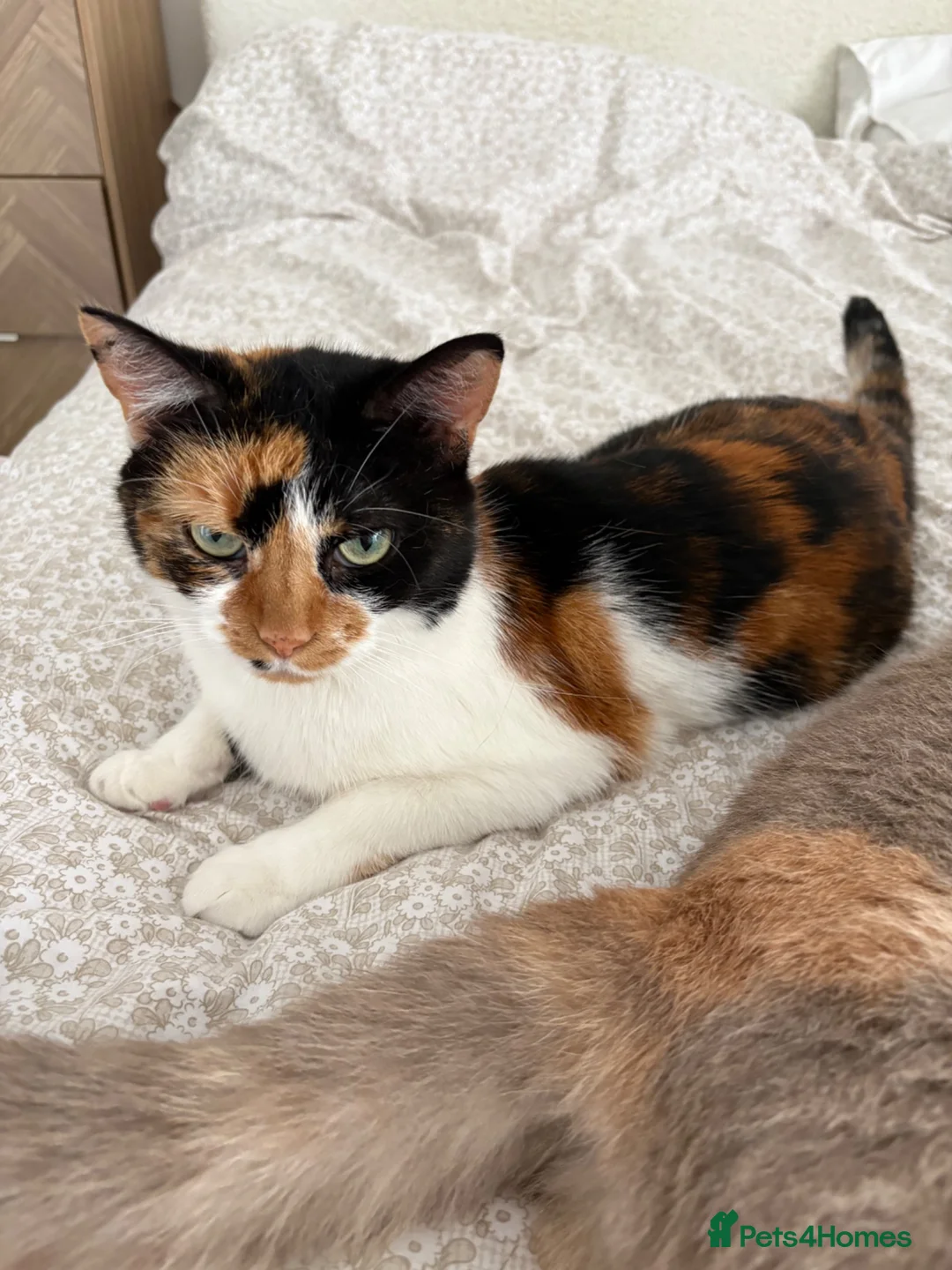 British Shorthair cats for sale: Cookie and Bella Adults British Shorthair  in Calne - Advert 4