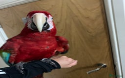 Macaws birds for sale: Super tame green wing macaw set up - Image 1