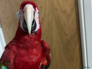 Macaws birds for sale - Advert 1