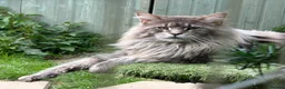 Maine Coon cats for sale: Beautiful pedigree Maine Coon kittens READY NOW - Advert 26