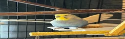 Budgerigars birds for sale: 2 budgies with there own cage set up  in Walton on the Naze - Advert 3