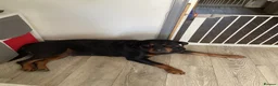 Rottweiler dogs for sale: READY TO GO 5th august - Advert 33