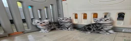 British Shorthair cats for sale: Original BSH Silver Tabby kittens  - Advert 20