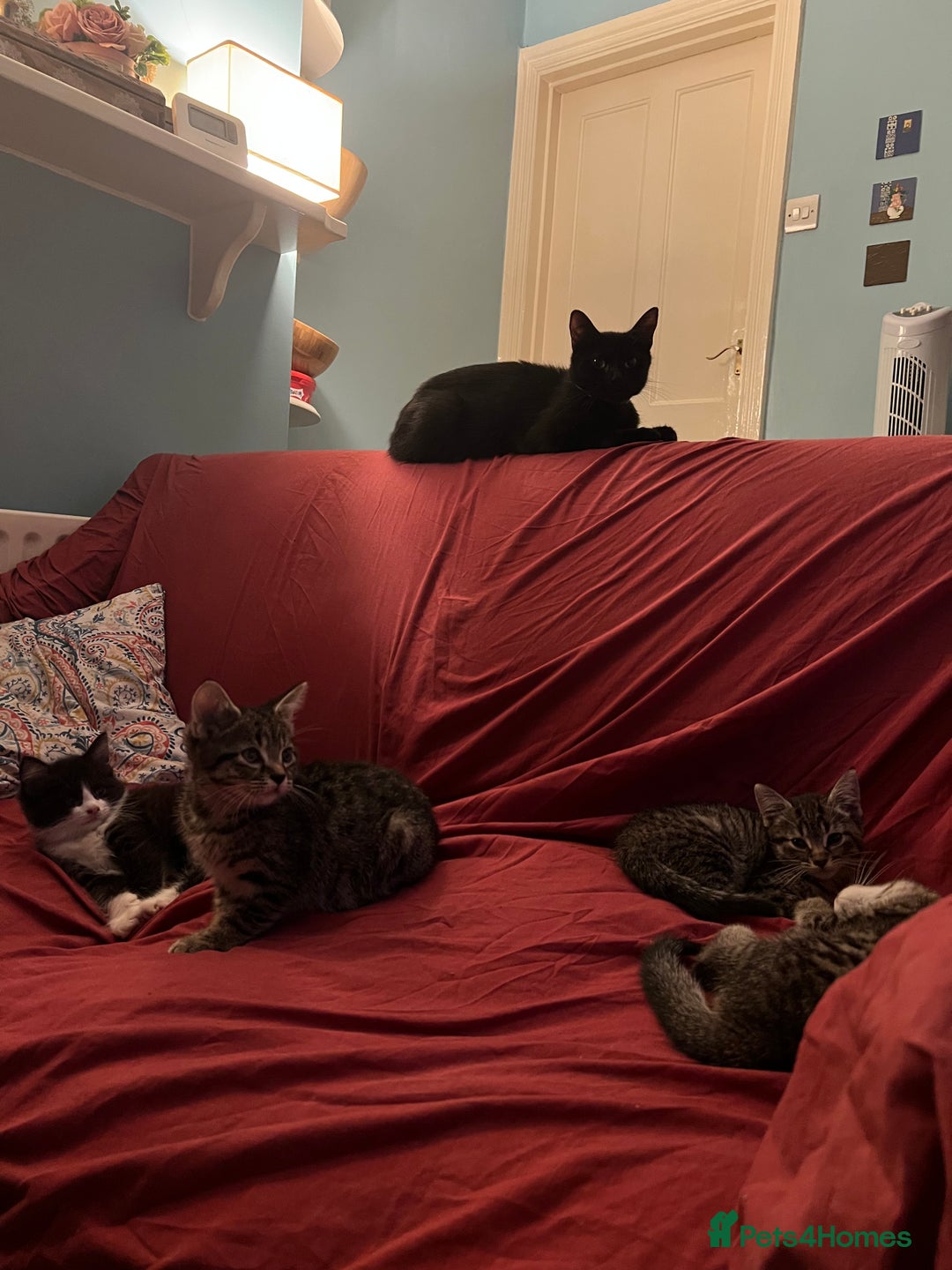 Mixed Breed cats for sale: Loving, Sweet Tempered Kittens - Image 7