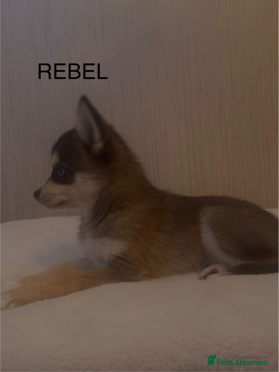 Pomsky dogs for sale: 2 Boys leftStunning Blue eyed F4 Pomsky pups - Advert 5