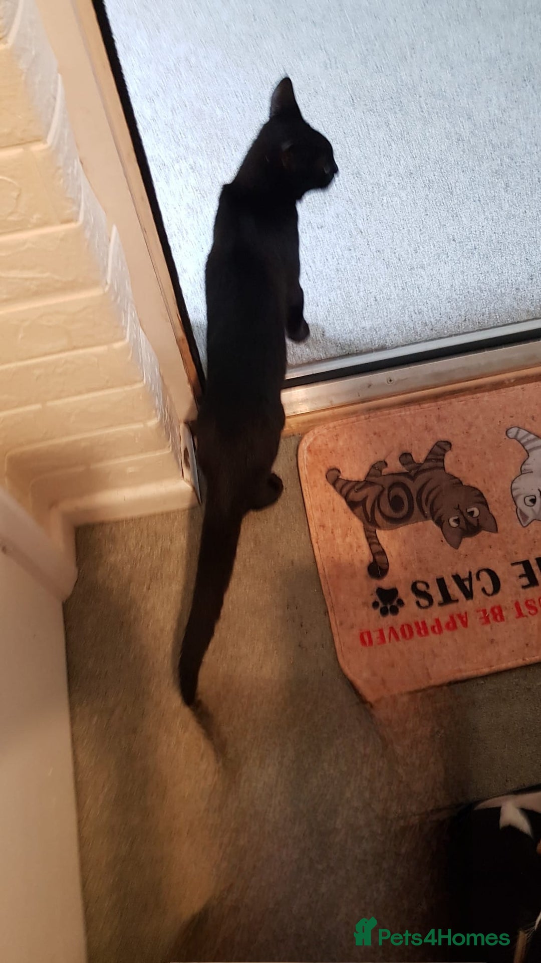 British Shorthair cats for sale: two male cats need to go  - Image 5