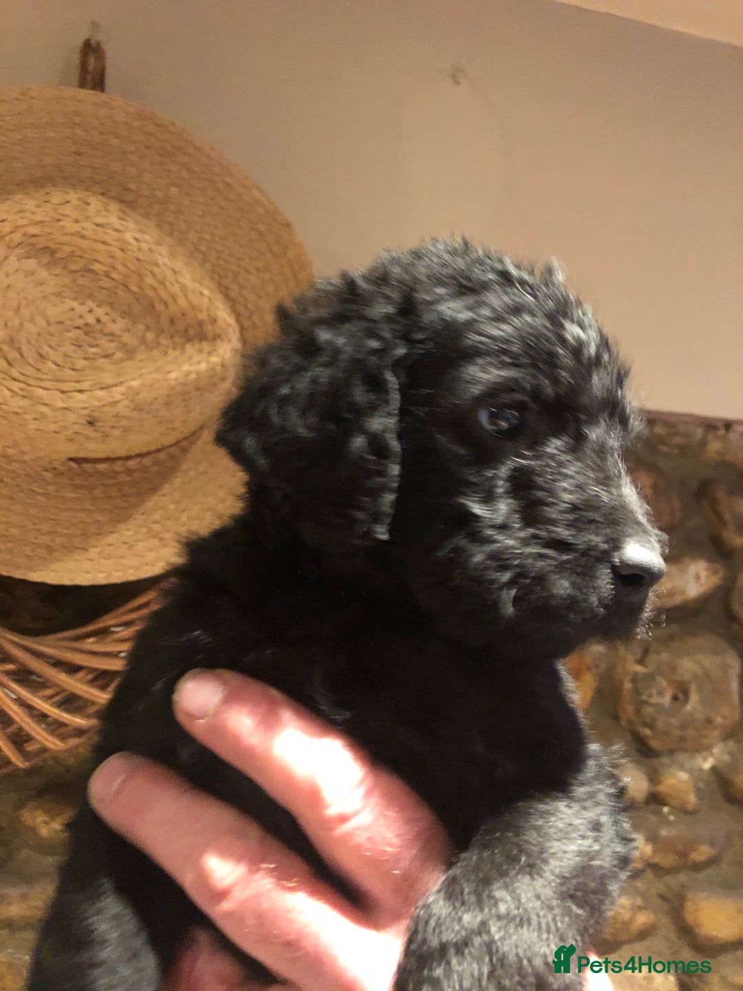 Labradoodle dogs for sale: READY NOW TOP QUALITY Standard F1 Labradoodles - Advert 32