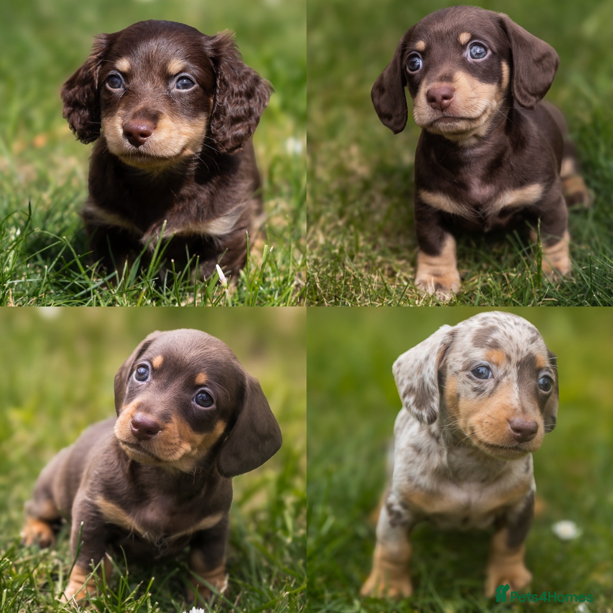 Miniature Dachshund dogs KC Miniature Dachshunds - PRA, DM and OI Clear - Advert 7