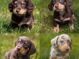 Miniature Dachshund dogs KC Miniature Dachshunds - PRA, DM and OI Clear - Advert 17