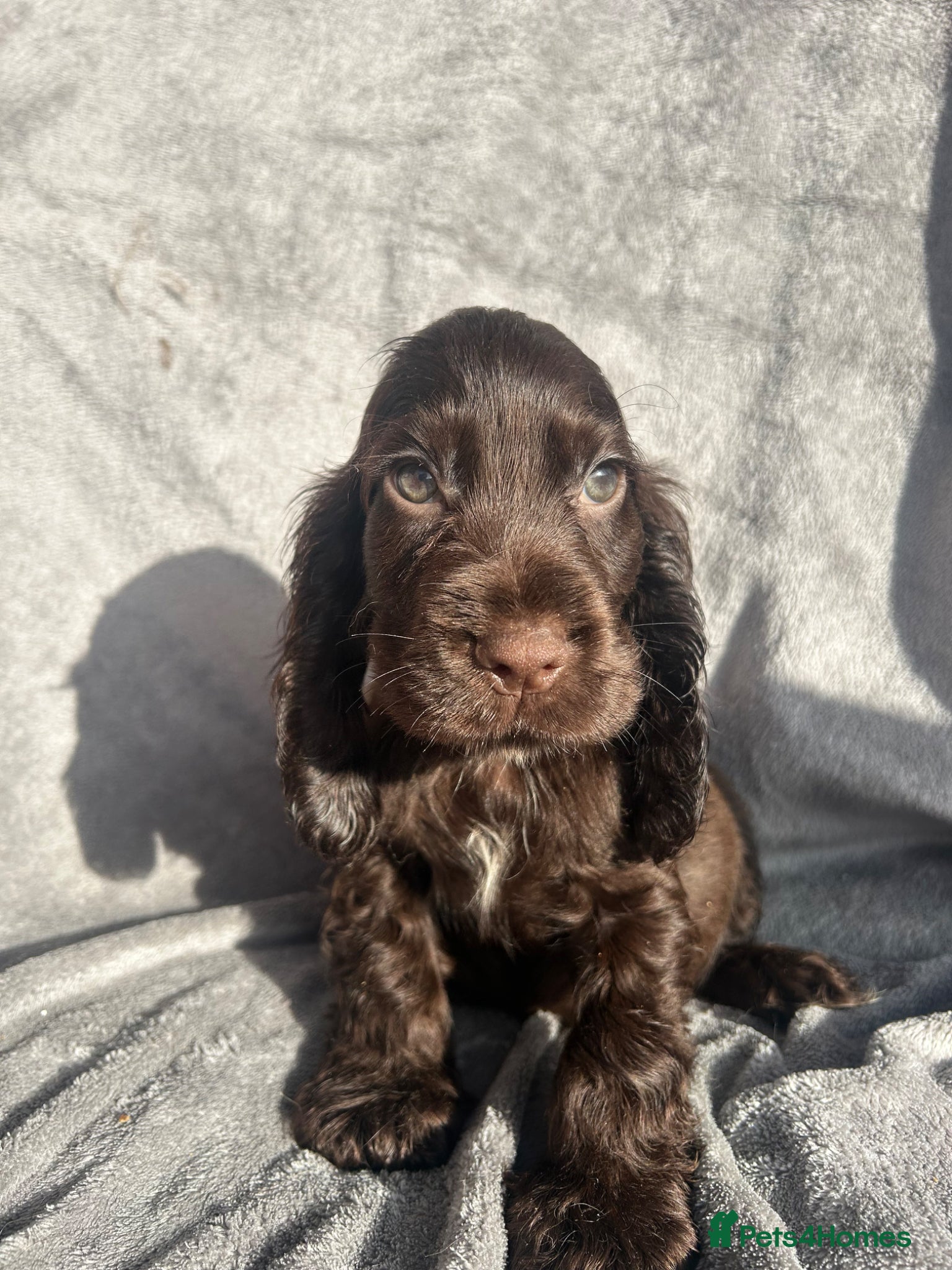 Cocker Spaniel dogs Show Cocker Spaniels ready to leave soon! - Advert 8