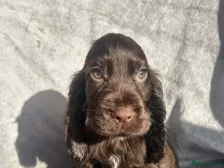 Cocker Spaniel dogs Show Cocker Spaniels ready to leave❤️ - Advert 1