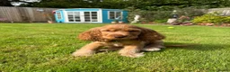 Cocker Spaniel dogs for sale: RKC SHOW COCKER SPANIEL PUPPIES EXTENSIVELY HEALTH - Advert 18