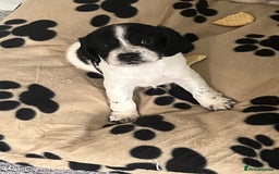 Cocker Spaniel dogs for sale: Cocker spaniel puppies - Advert 4