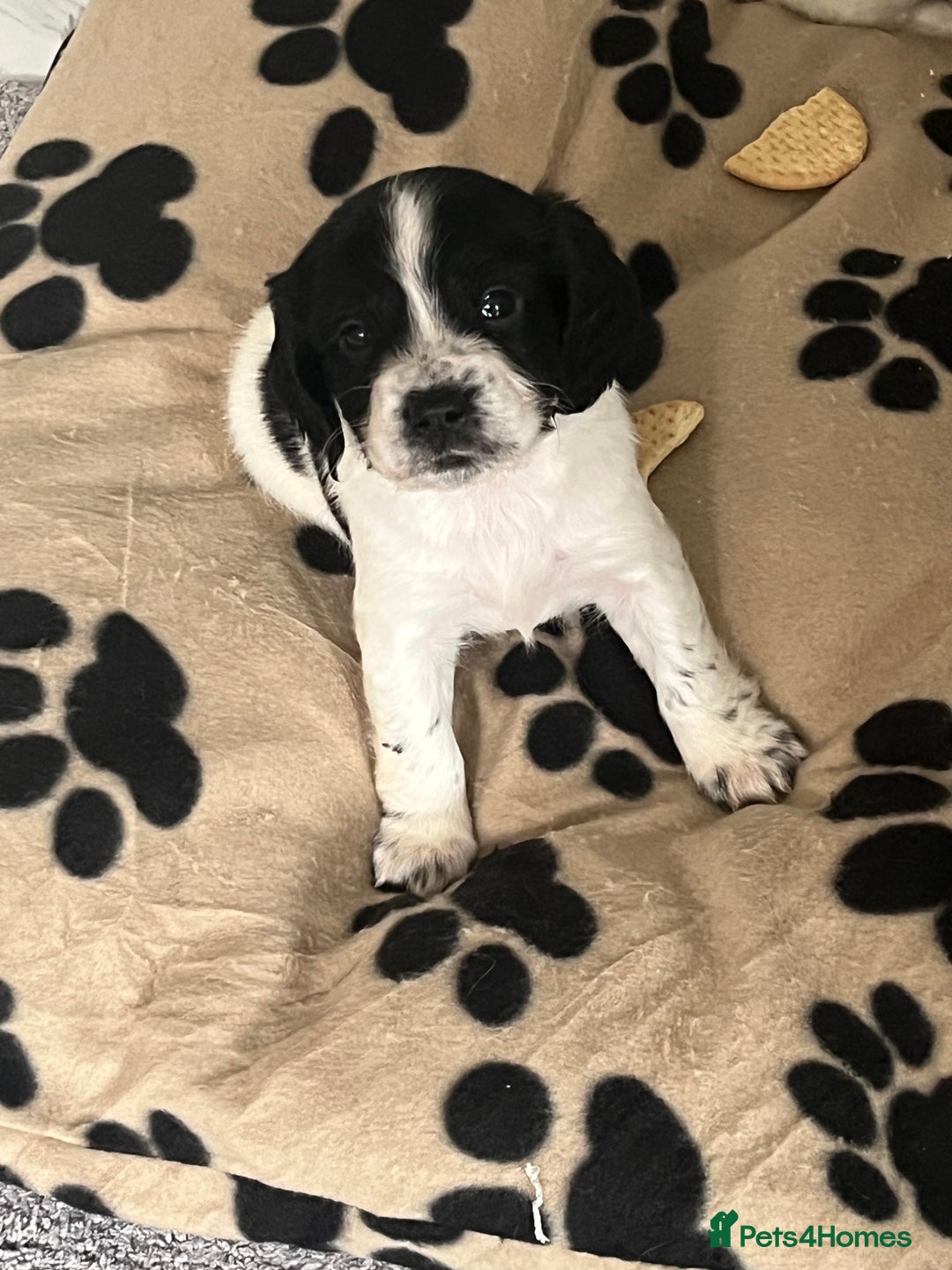 Cocker Spaniel dogs for sale: Cocker spaniel puppies - Advert 4