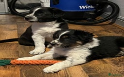 Border Collie dogs for sale: Last gorgeous boy available  - Image 4
