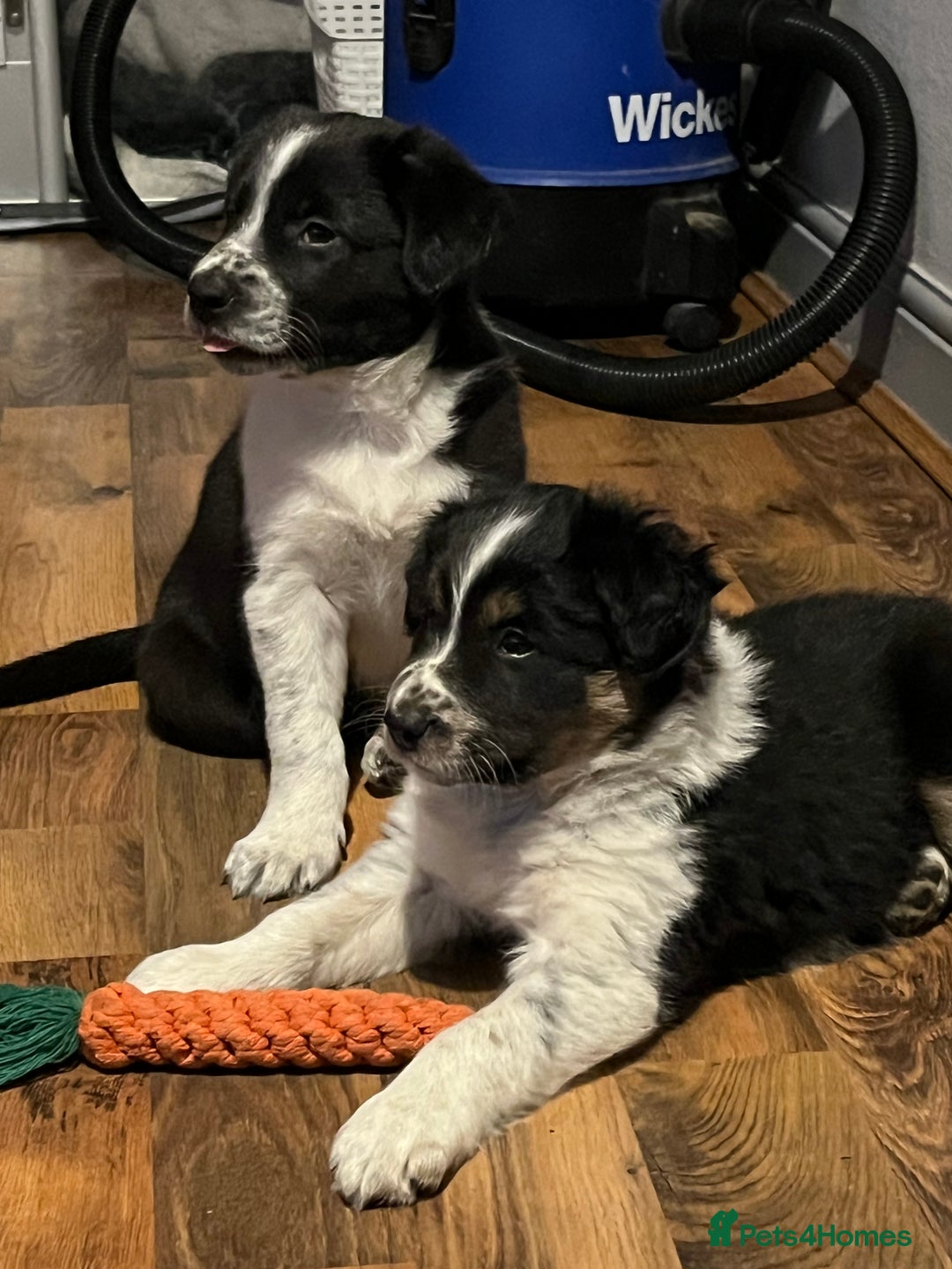 Border Collie dogs for sale: Last gorgeous boy available  - Image 4