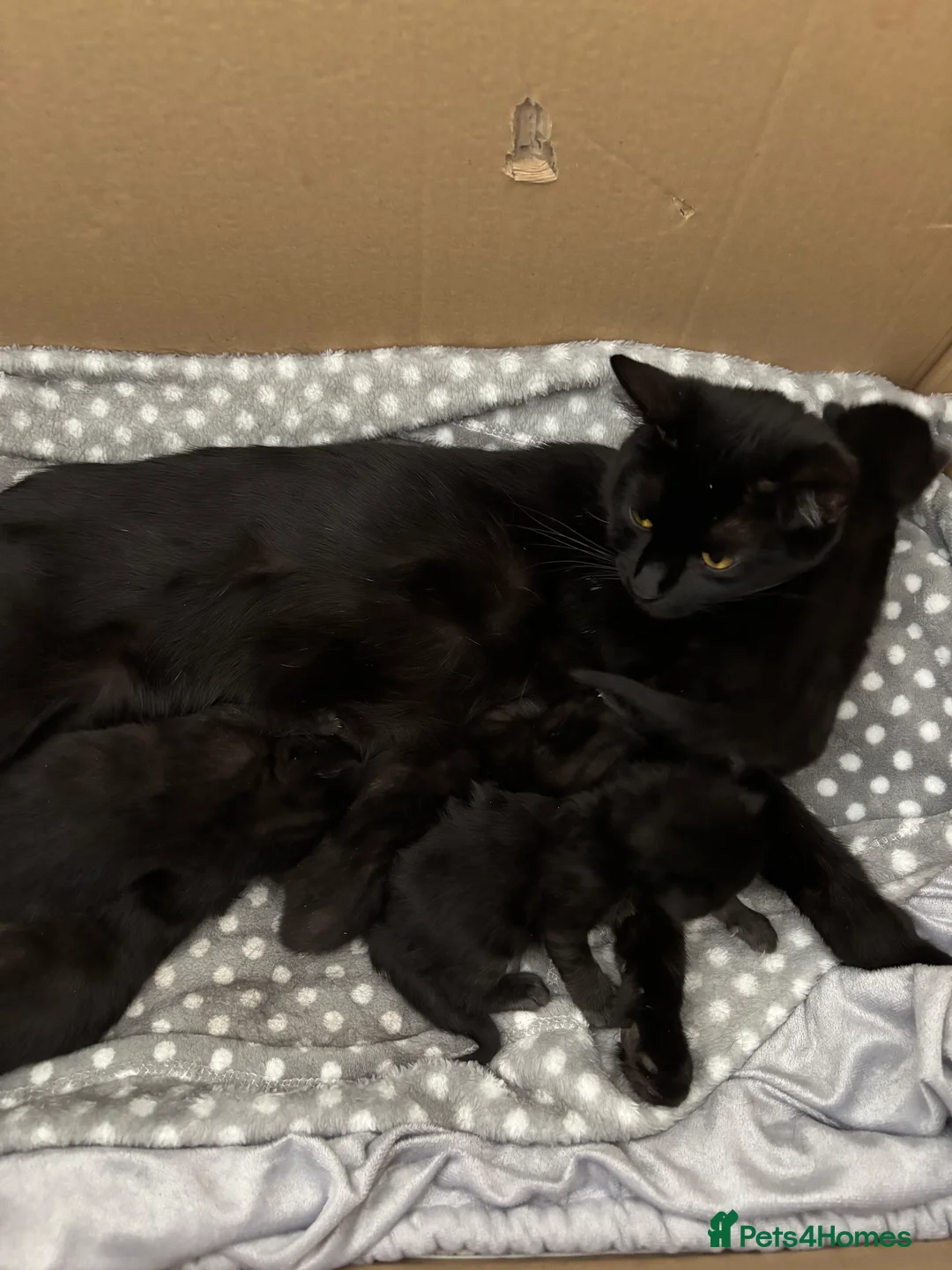 Mixed Breed cats for sale: Kittens for Sale in Gloucester - Advert 2