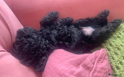 Toy Poodle dogs for sale: Meet Fig  - Image 3
