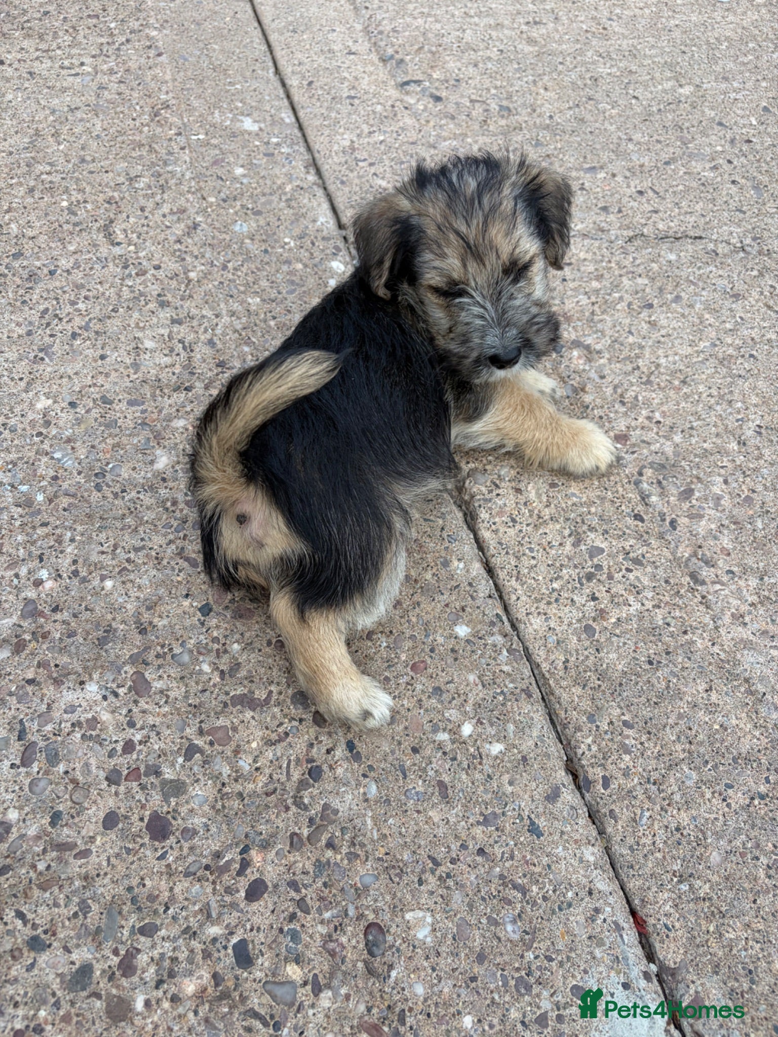 Mixed Breed dogs Lakeland crossed border terrier  - Advert 2