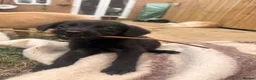 Goldador dogs for sale: Golden Retriever X KC Labrador Retriever - Advert 7