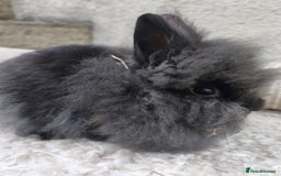 Lionhead rabbits for sale: Due to time wasters I have one black male left  - Image 3