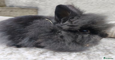 Lionhead rabbits - Advert 4