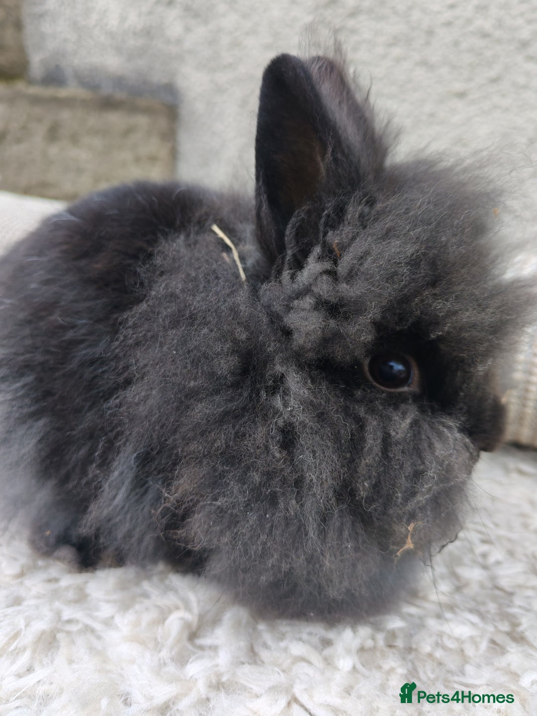 Lionhead rabbits for sale: Due to time wasters I have one black male left  - Image 3