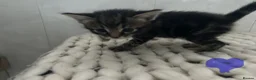 Mixed Breed cats for sale: Tabby kittens for sale in Sunderland - Advert 6