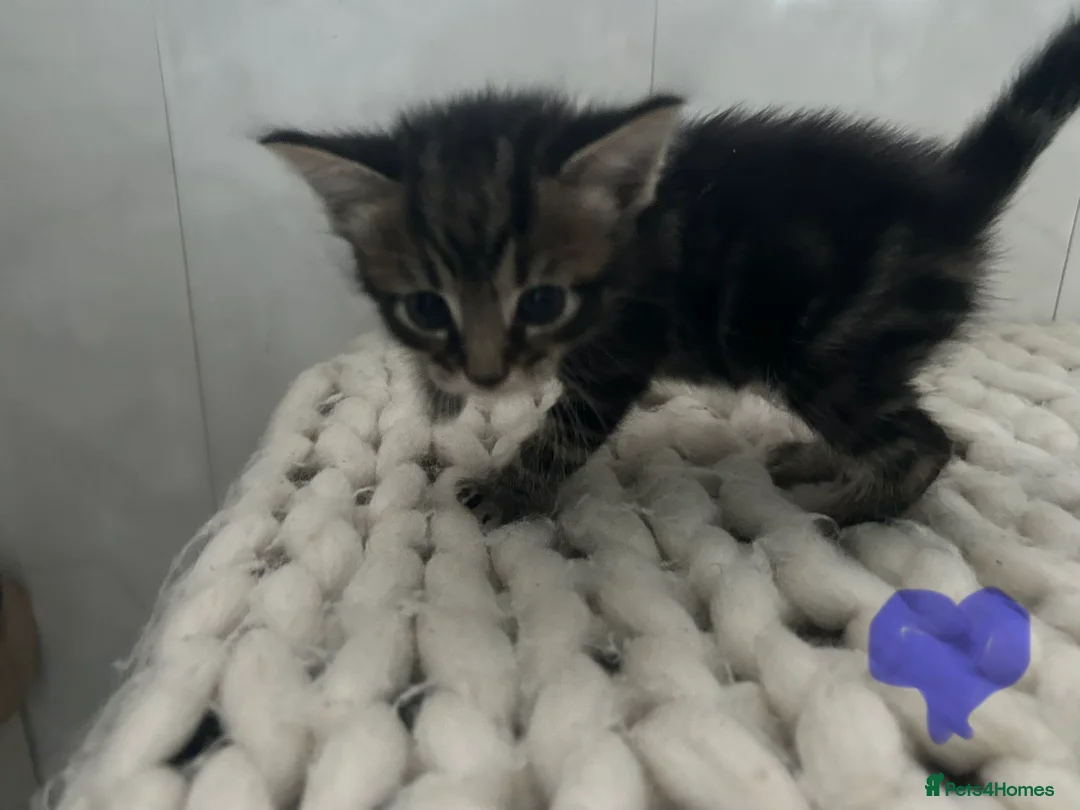 Mixed Breed cats for sale: Tabby kittens for sale in Sunderland - Advert 6