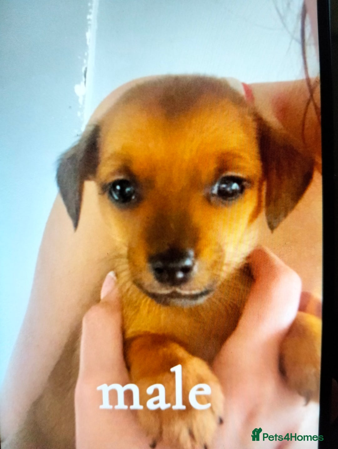 Chiweenie dogs for sale: 2 beautiful cheweenie pups - Image 3