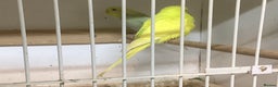 Budgerigars birds for sale: New baby budgies and new cages  - Advert 7