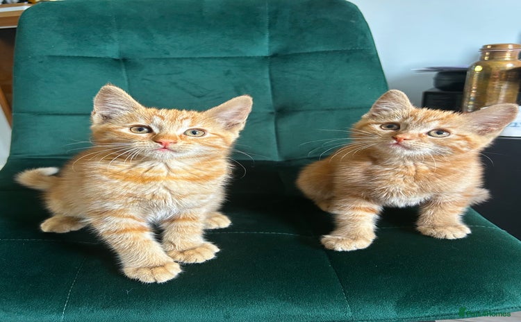 Mixed Breed cats - Advert 12
