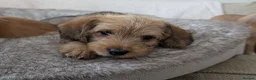 Mixed Breed dogs for sale: Beagle cross shih tzu  in Buckley - Advert 7