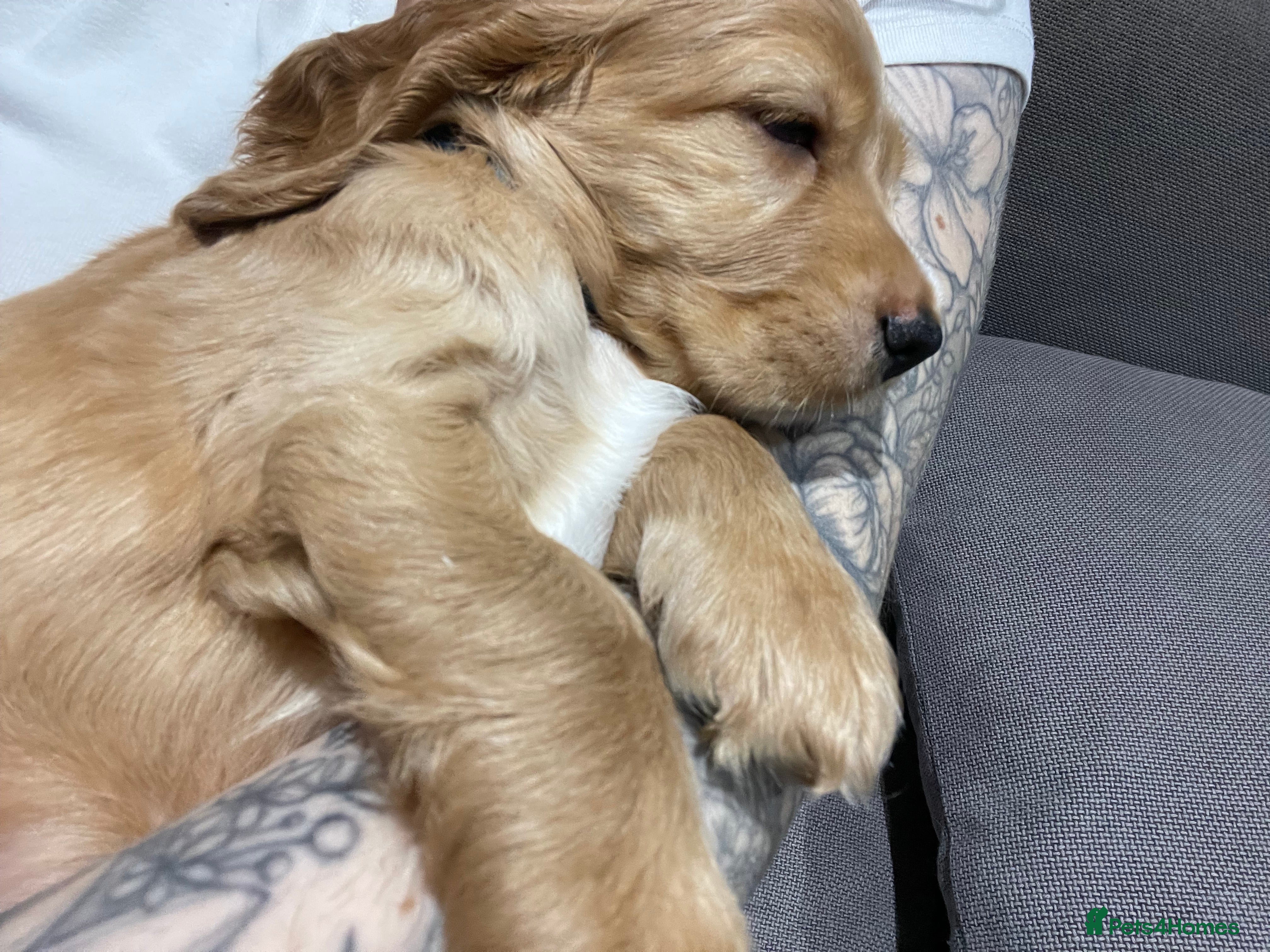 Cocker Spaniel dogs Beautiful cocker spaniel puppies  - Advert 2