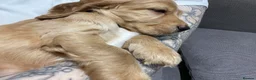 Cocker Spaniel dogs for sale: Beautiful cocker spaniel puppies  - Advert 2