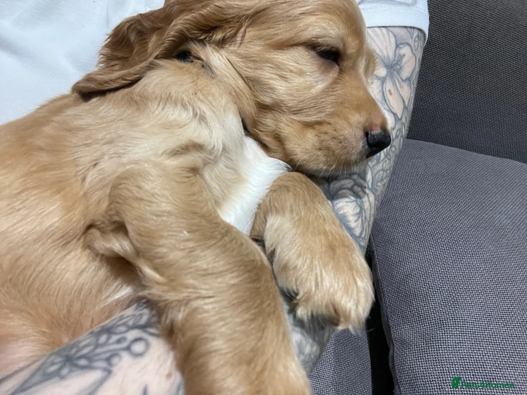 Cocker Spaniel dogs for sale: Beautiful cocker spaniel puppies  - Advert 2