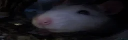 Rat rodents for sale: Two five month old male rats  in Thornton-Cleveleys - Advert 2