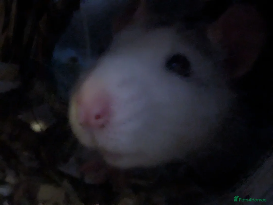 Rat rodents for sale: Two five month old male rats  in Thornton-Cleveleys - Advert 2