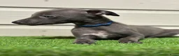 Whippet dogs for sale: Blue whippets  - Advert 6
