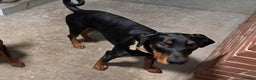 Dobermann dogs for sale: Beautiful Doberman boy for rehome - Advert 1