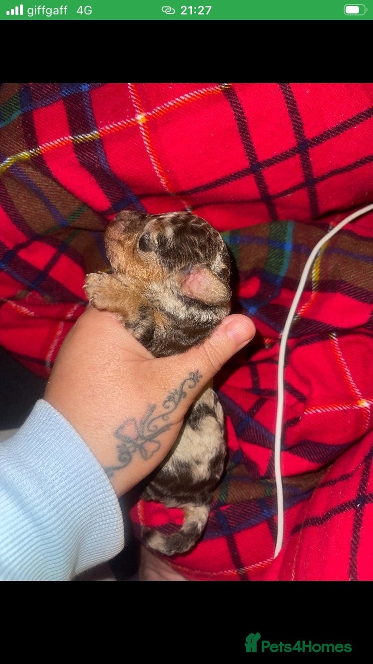 Cockapoo dogs Fb2 cockapoo puppies🐶 - Advert 1